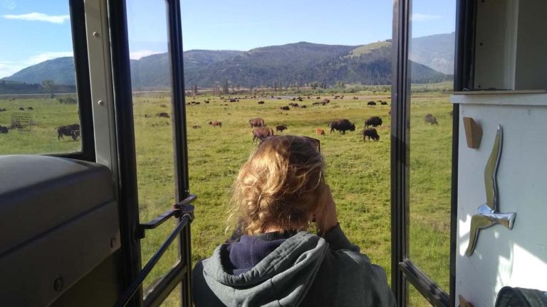 Bison in Yellowstone